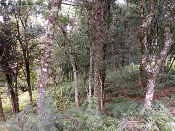 Imagem Terreno à Venda, 3.189 m² em Linha Brasil - Nova Petrópolis Imagem Terreno à Venda, 3.189 m² em Linha Brasil - Nova Petrópolis