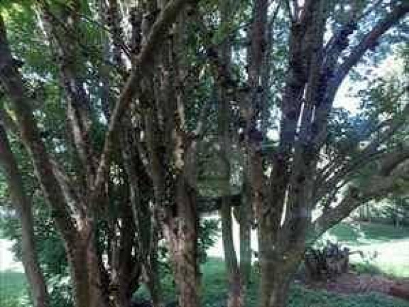 Imagem Chácara com 4 Quartos à Venda, 400 m² em Santa Rosa - Igarapé
