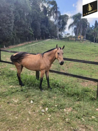 Imagem Imóvel com 3 Quartos à Venda, 16.200 m² em Zona Rural - Quatro Barras