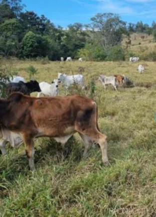 Imagem Fazenda à Venda, 8.373.200 m² em Zona Rural - Jacutinga Imagem Fazenda à Venda, 8.373.200 m² em Zona Rural - Jacutinga