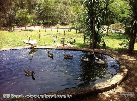 Imagem Fazenda à Venda, 28.000 m² em Joaquim Egídio - Campinas Imagem Fazenda à Venda, 28.000 m² em Joaquim Egídio - Campinas