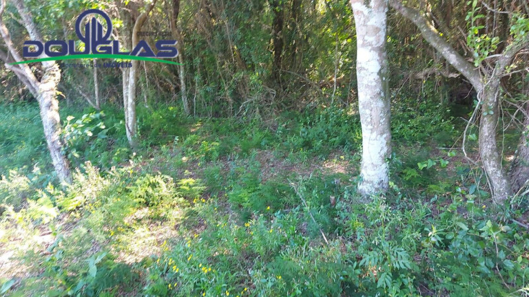 Imagem Terreno à Venda, 2.400 m² em Viamão Imagem Terreno à Venda, 2.400 m² em Viamão
