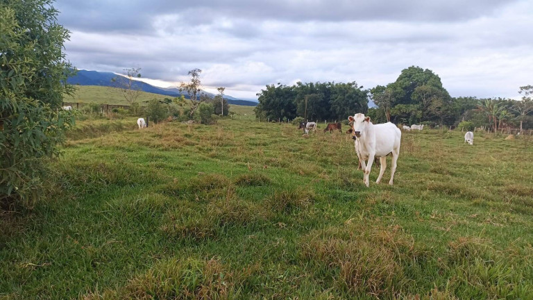Imagem Fazenda à Venda, 100 m² em Estiva - Taubaté