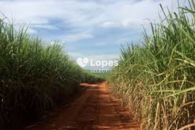 Imagem Imóvel com 1 Quarto à Venda, 310 m² em área Rural De Ribeirão Preto - Ribeirão Preto Imagem Imóvel com 1 Quarto à Venda, 310 m² em área Rural De Ribeirão Preto - Ribeirão Preto