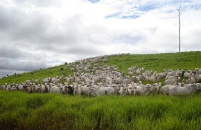 Imagem Imóvel à Venda, 58.264 m² em área Rural De Aripuana - Aripuana Imagem Imóvel à Venda, 58.264 m² em área Rural De Aripuana - Aripuana