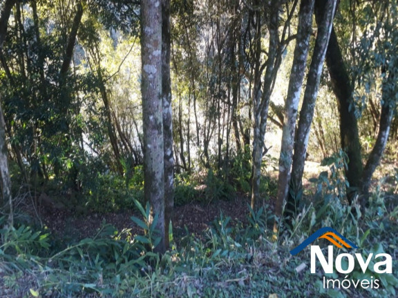 Imagem Imóvel à Venda, 60.000 m² em Linha Riachuelo - Nova Petrópolis