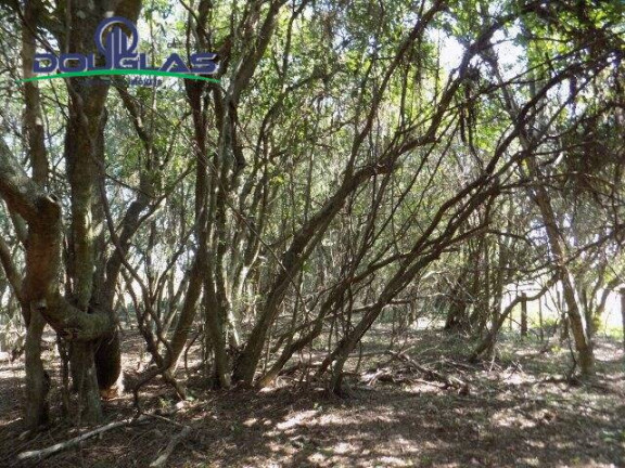 Imagem Chácara à Venda, 20.000 m² em águas Claras - Viamão Imagem Chácara à Venda, 20.000 m² em águas Claras - Viamão