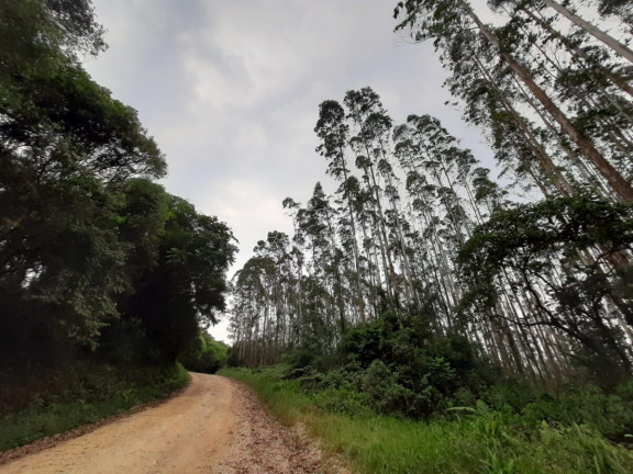 Imagem Fazenda à Venda, 127.997 m² em Pacotuba - Almirante Tamandaré Imagem Fazenda à Venda, 127.997 m² em Pacotuba - Almirante Tamandaré
