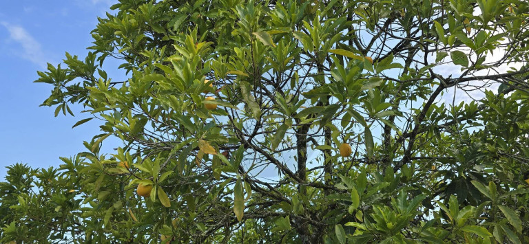 Imagem Chácara com 1 Quarto à Venda, 1.000 m² em Jardim Umuarama - Itanhaém Imagem Chácara com 1 Quarto à Venda, 1.000 m² em Jardim Umuarama - Itanhaém