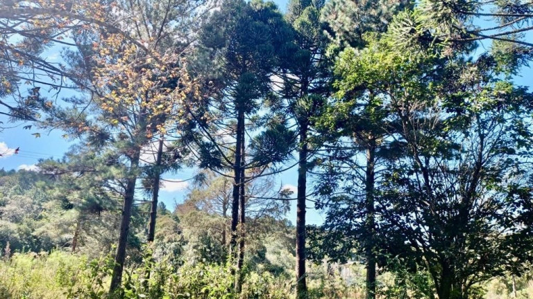 Imagem Fazenda à Venda, em Zona Rural (bugre) - Balsa Nova Imagem Fazenda à Venda, em Zona Rural (bugre) - Balsa Nova