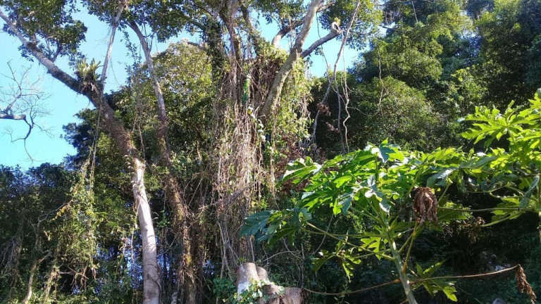 Imagem Imóvel com 4 Quartos à Venda, 125 m² em Praia Do Siriú - Garopaba