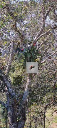 Imagem Chácara com 4 Quartos à Venda, 145.200 m² em Palmitalzinho - Quatro Barras