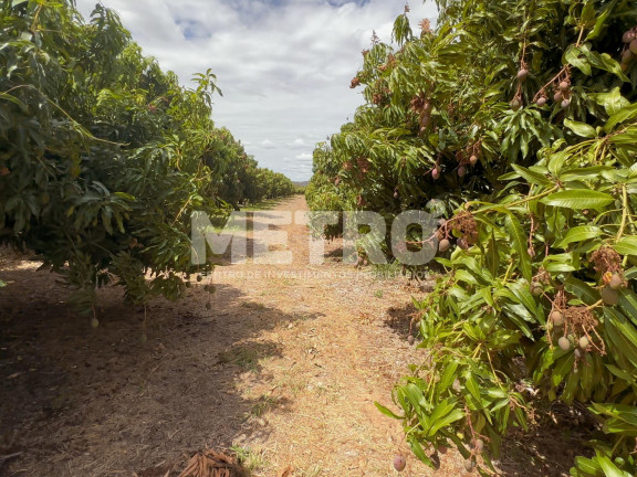 Imagem Fazenda à Venda, em área Rual - Petrolina Imagem Fazenda à Venda, em área Rual - Petrolina