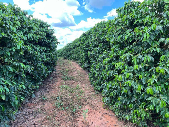 Imagem Fazenda à Venda, 399 m² em Centro - Santa Rosa Da Serra Imagem Fazenda à Venda, 399 m² em Centro - Santa Rosa Da Serra
