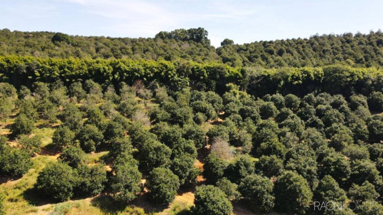 Imagem Fazenda à Venda, 6.220.000 m² em Zona Rural - São Sebastião Da Grama Imagem Fazenda à Venda, 6.220.000 m² em Zona Rural - São Sebastião Da Grama