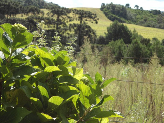 Imagem Imóvel com 5 Quartos à Venda, 420.000 m² em Nona Rural