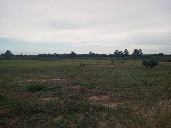 Imagem Chácara com 2 Quartos à Venda, 20.000 m² em águas Claras - Viamão