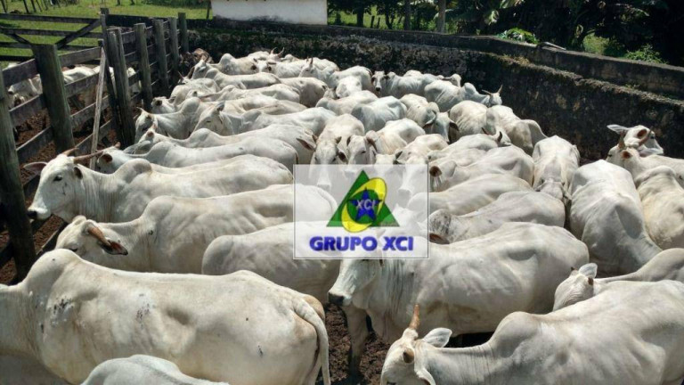 Imagem Fazenda à Venda, 2.560.000 m² em Zona Rural - São Tiago Imagem Fazenda à Venda, 2.560.000 m² em Zona Rural - São Tiago