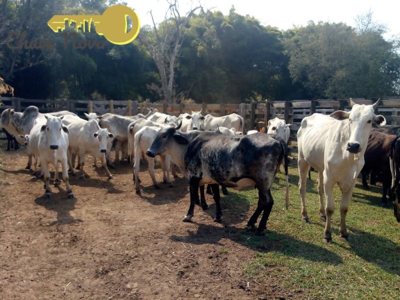Imagem Chácara com 3 Quartos à Venda, 20 m² em Roseta - Cambuí