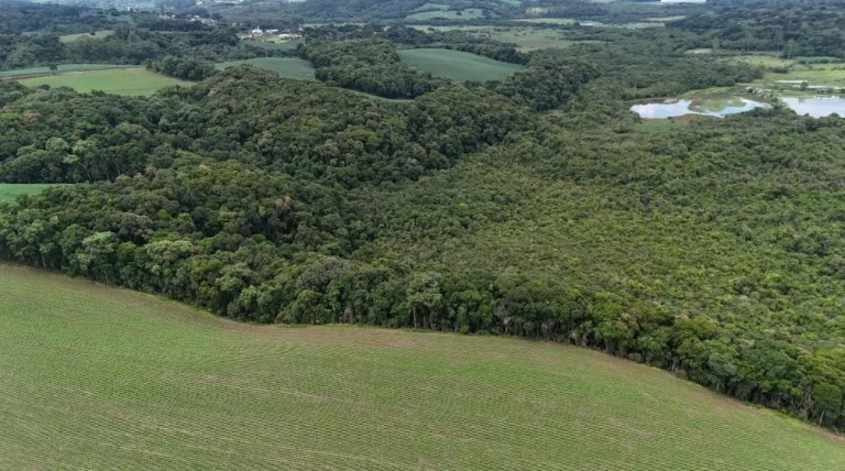 Imagem Fazenda à Venda, 242.000 m² em Rio Verde Abaixo - Araucaria Imagem Fazenda à Venda, 242.000 m² em Rio Verde Abaixo - Araucaria