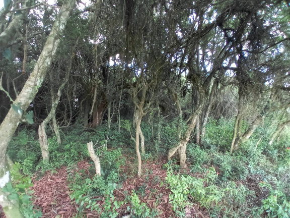 Imagem Chácara à Venda, 20.000 m² em águas Claras - Viamão Imagem Chácara à Venda, 20.000 m² em águas Claras - Viamão