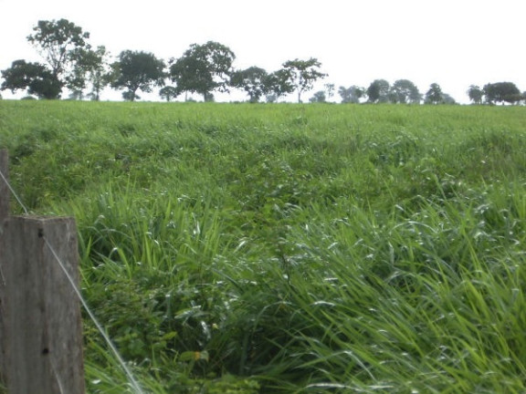 Imagem Imóvel à Venda,  em Região Do Araguaia Xingu - São Félix Do Araguaia