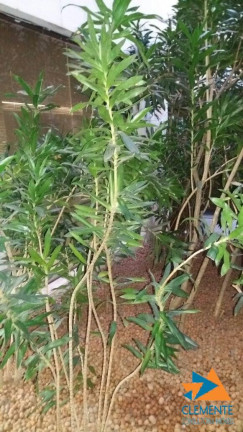 Imagem Apartamento com 4 Quartos à Venda, 200 m² em Savassi - Belo Horizonte
