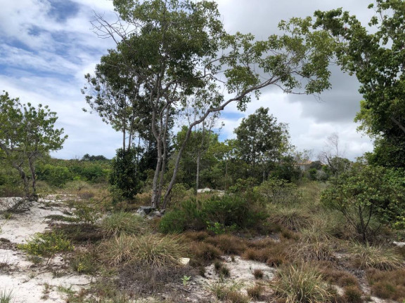 Imagem Terreno à Venda, 700 m² em Praia Do Forte - Mata De São João Imagem Terreno à Venda, 700 m² em Praia Do Forte - Mata De São João