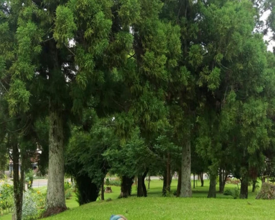 Imagem Imóvel à Venda, 2.039 m² em Linha Brasil - Nova Petrópolis Imagem Imóvel à Venda, 2.039 m² em Linha Brasil - Nova Petrópolis