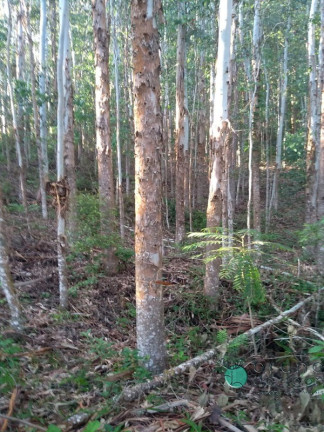 Imagem Imóvel com 2 Quartos à Venda, 50.000 m² em Zona Rural - Alfredo Wagner
