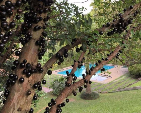 Imagem Casa à Venda, em Parque Silvino Pereira - Cotia Imagem Casa à Venda, em Parque Silvino Pereira - Cotia