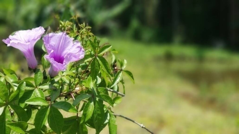 Imagem Terreno em Condomínio à Venda, 250 m² em Altos De Caucaia (caucaia Do Alto) - Cotia Imagem Terreno em Condomínio à Venda, 250 m² em Altos De Caucaia (caucaia Do Alto) - Cotia