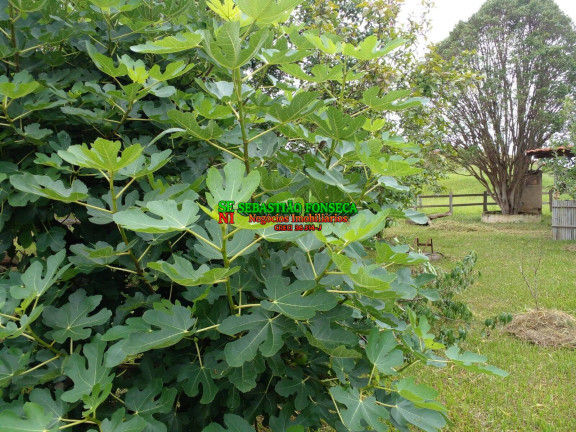 Imagem Chácara à Venda, 14 m² em área Rural De Guaratinguetá - Guaratinguetá Imagem Chácara à Venda, 14 m² em área Rural De Guaratinguetá - Guaratinguetá