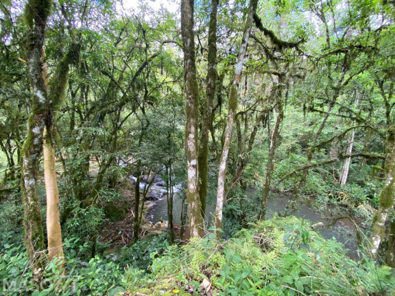Imagem Chácara com 3 Quartos à Venda, 15.000 m² em Linha Araripe A - Gramado Imagem Chácara com 3 Quartos à Venda, 15.000 m² em Linha Araripe A - Gramado