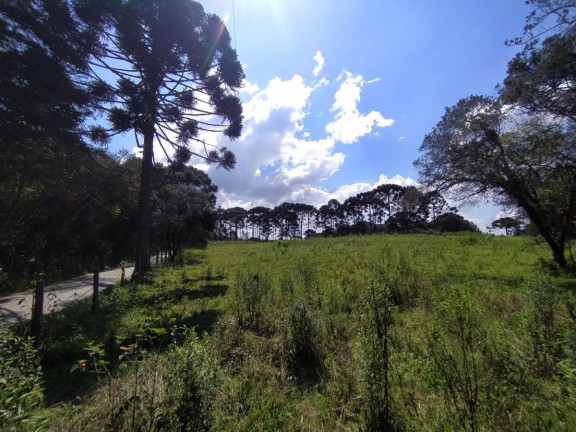 Imagem Terreno à Venda, 5.000 m² em Contenda - São José Dos Pinhais Imagem Terreno à Venda, 5.000 m² em Contenda - São José Dos Pinhais