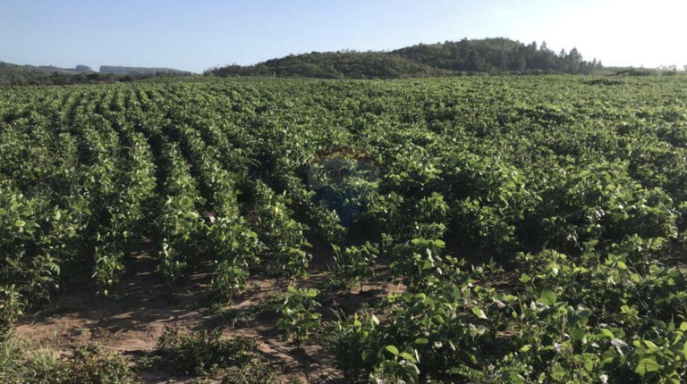 Imagem Fazenda à Venda, 825.000 m² em Zona Rural - Encruzilhada Do Sul
