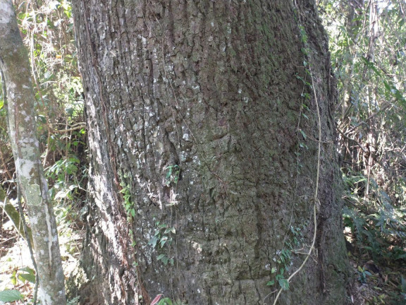 Imagem Imóvel com 2 Quartos à Venda, 51.700 m² em Centro - Cerro Azul
