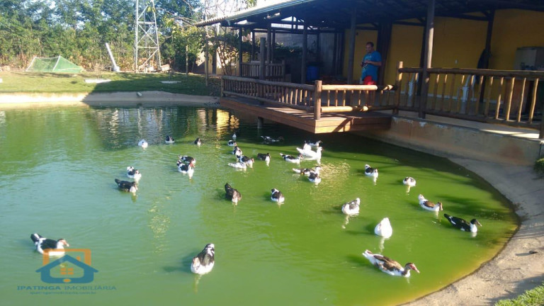 Imagem Chácara à Venda, 5.000 m² em Centro - Bom Jesus Do Galho Imagem Chácara à Venda, 5.000 m² em Centro - Bom Jesus Do Galho
