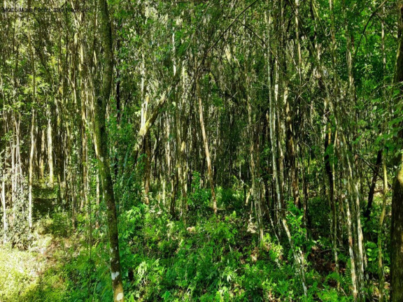 Imagem Terreno à Venda, 150 m² em Linha Araripe - Nova Petrópolis