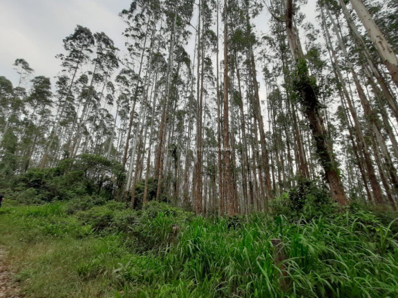 Imagem Fazenda à Venda, 127.997 m² em Pacotuba - Almirante Tamandaré Imagem Fazenda à Venda, 127.997 m² em Pacotuba - Almirante Tamandaré