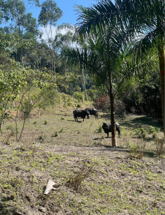 Chácara com 3 Quartos à Venda, 348.600 m² em Centro - Juquiá