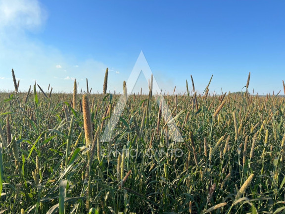 Imagem Imóvel à Venda, 162 m² em Zona Rural - Tapurah Imagem Imóvel à Venda, 162 m² em Zona Rural - Tapurah
