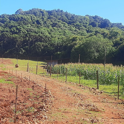 Imagem Imóvel à Venda, 50.000 m² em Centro - Lagoa Dos Três Cantos Imagem Imóvel à Venda, 50.000 m² em Centro - Lagoa Dos Três Cantos