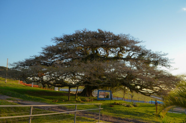 Imagem Terreno à Venda, 250 m² em Coronel Nassuca - Guaíba Imagem Terreno à Venda, 250 m² em Coronel Nassuca - Guaíba
