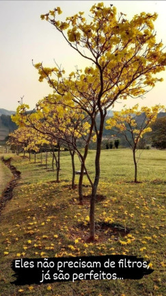 Imagem Imóvel com 2 Quartos à Venda, 31.000 m² em Sousas - Campinas Imagem Imóvel com 2 Quartos à Venda, 31.000 m² em Sousas - Campinas