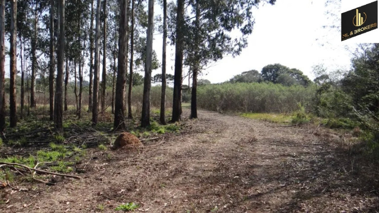 Imóvel com 4 Quartos à Venda, 84.000 m² em Jardim Itaqui - Campo Largo