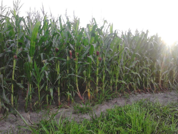Imagem Fazenda à Venda, 59 m² em Rural - Guareí Imagem Fazenda à Venda, 59 m² em Rural - Guareí