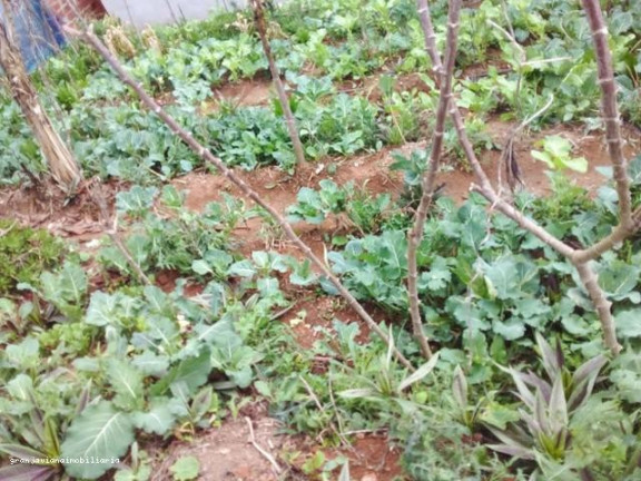 Imagem Chácara à Venda,  em Consultar - Ibiúna