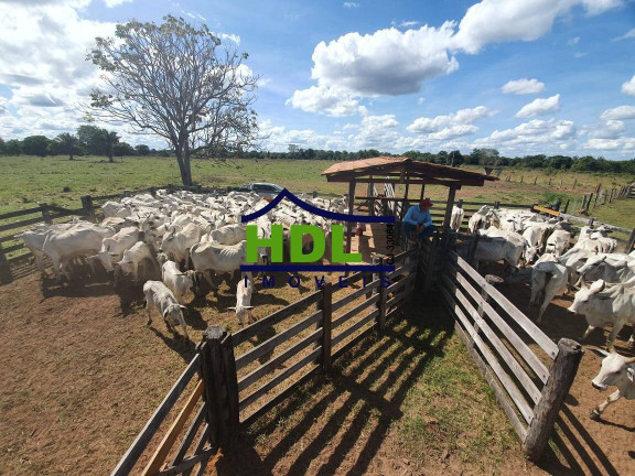 Imagem Fazenda à Venda, 110 m² em Cocalinho Imagem Fazenda à Venda, 110 m² em Cocalinho