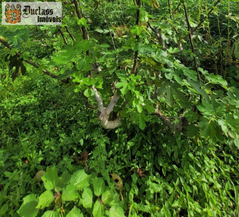 Imagem Chácara com 2 Quartos à Venda, 44.500 m² em Capivari - Monte Mor Imagem Chácara com 2 Quartos à Venda, 44.500 m² em Capivari - Monte Mor